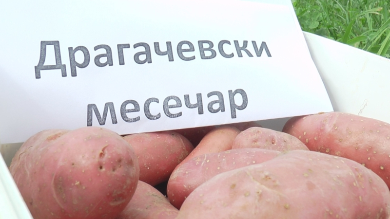 В Сербии созданы элитные семена картофеля