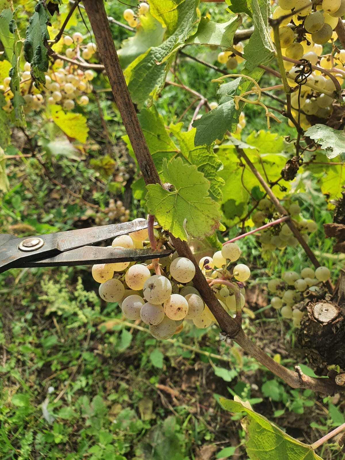 Как в Сербии собирают виноград